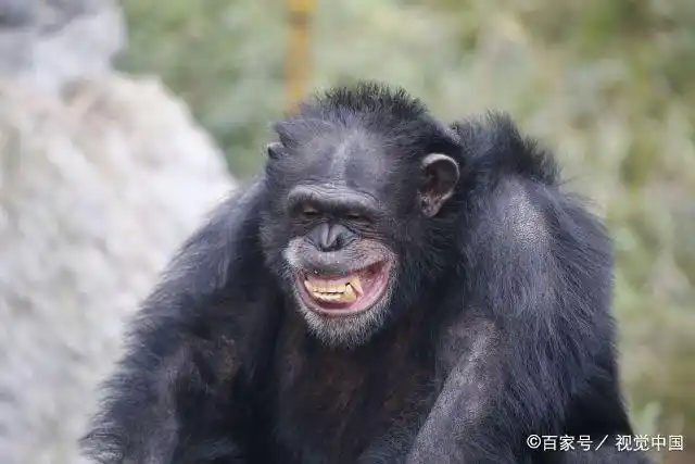 重庆:世界微笑日,野生动物露"迷之微笑"