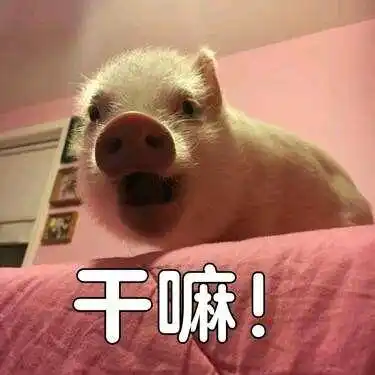 关于猪的搞笑表情包:开心得像个小猪仔