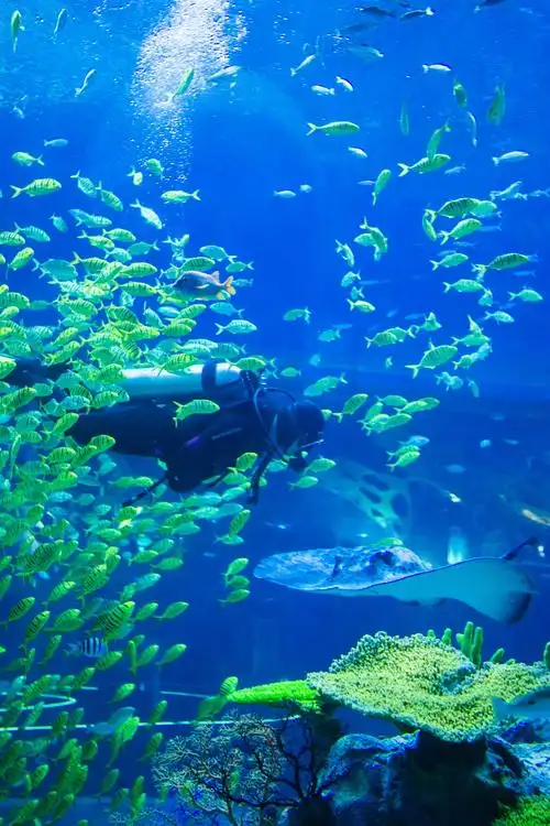 走进上海海昌海洋公园,发现一个不一样的魔都