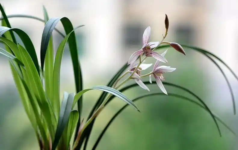 【我的兰花摄影图片】生态摄影_太平洋电脑网摄影部落