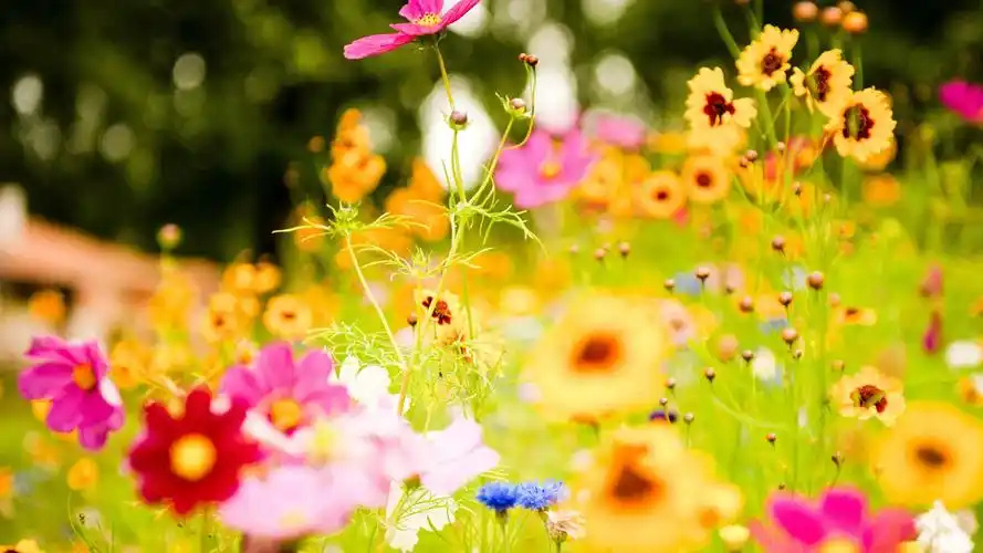 鲜花和植物春天主题壁纸6 - 1920x1080