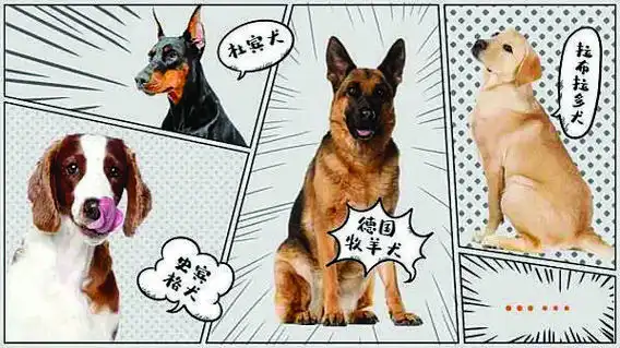 全国首只柯基警犬火了