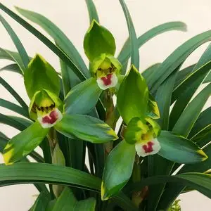 矮种春兰名品【金边大富贵】老种荷瓣室内盆栽花卉u兰草阳台兰花