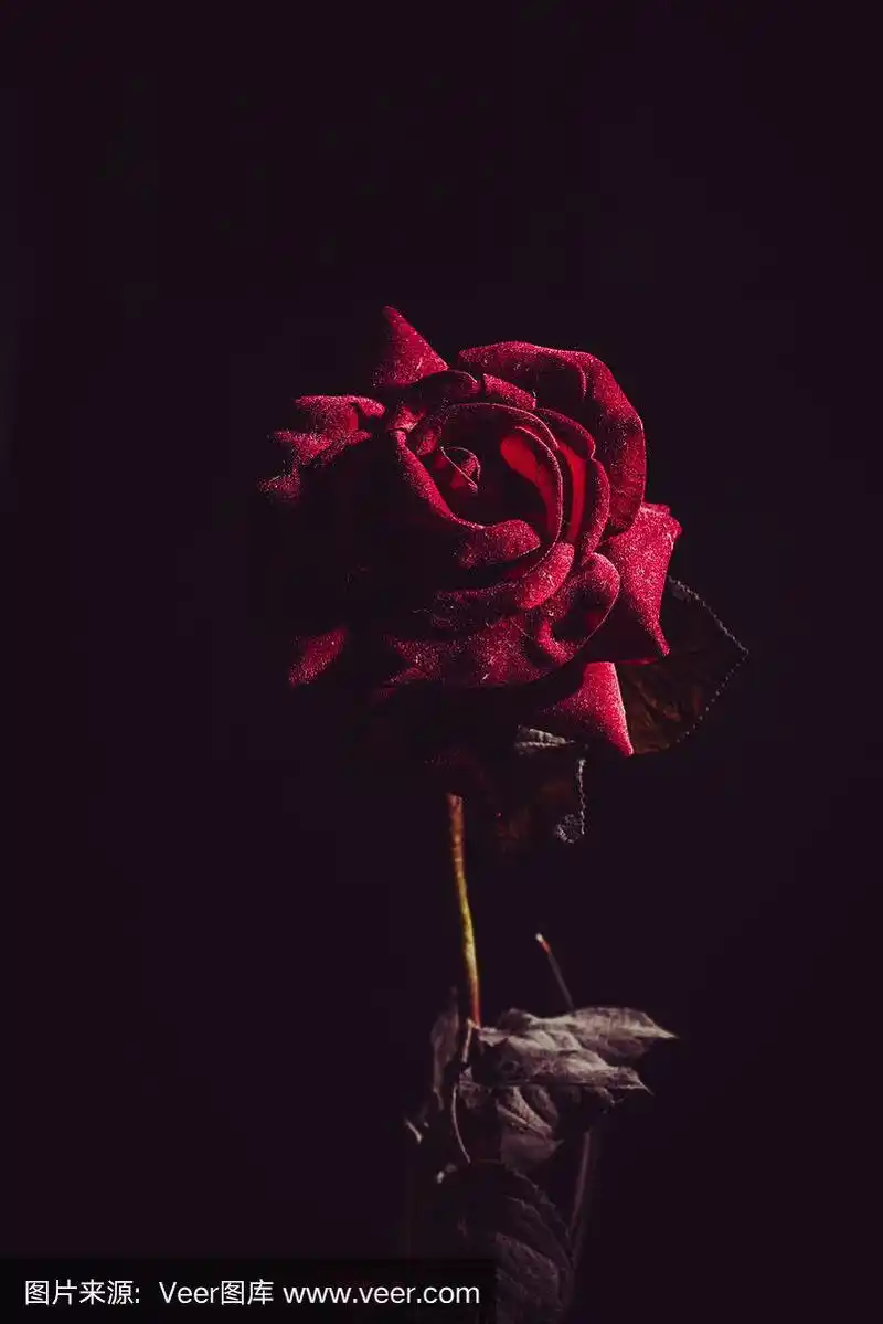 黑暗中的红玫瑰