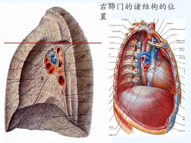 肺门和肺段断层解剖及ct