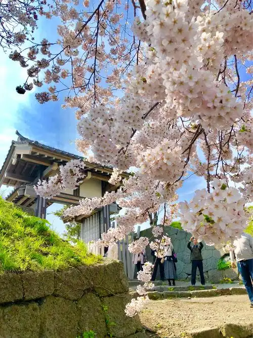 其它 北海道松前城樱花 写美篇2018年4月下旬日本樱花之旅.