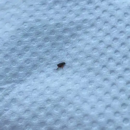 猫身上有跳蚤尸体