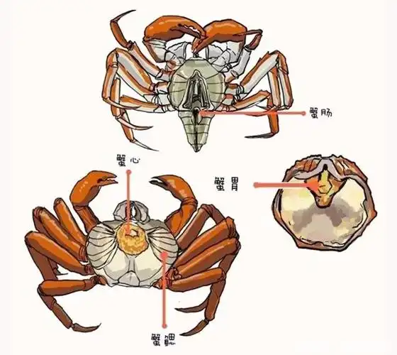 1-3步骤:四个不能食用部位,要特别注意!