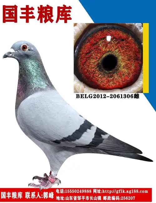信鸽特征编 号:714816鸽 名:戈马力基础种鸽羽 色:--收 藏:点击收藏环