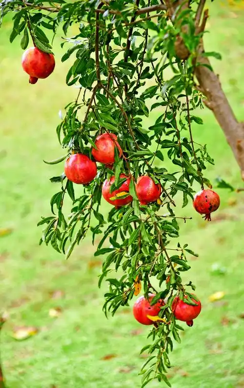 硕果累累满枝头,又是一个丰收季,这是秋日的佳友福田开心果园.