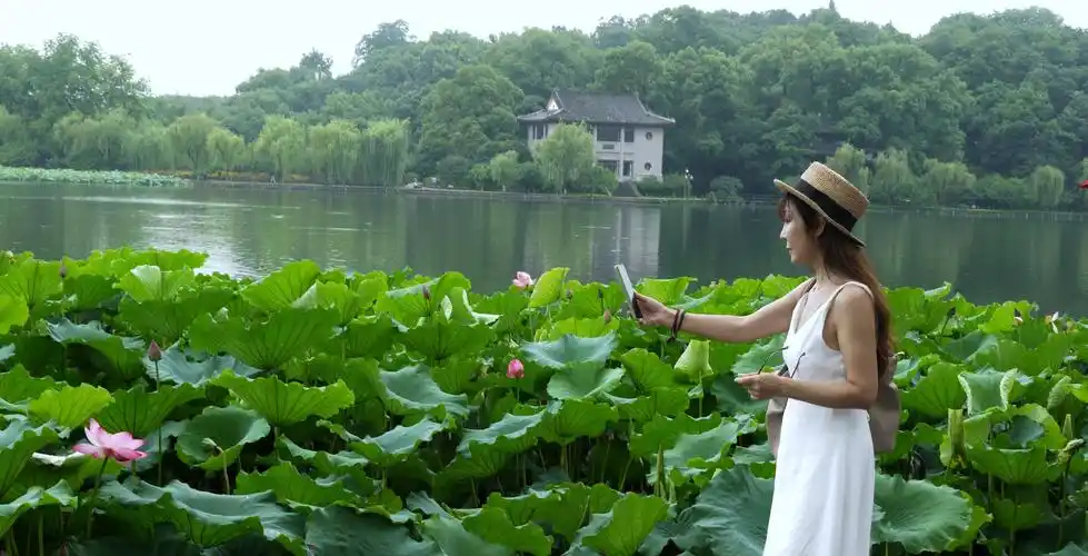 6日23号妹夫开车,游览杭州郭庄,曲苑荷风,西湖