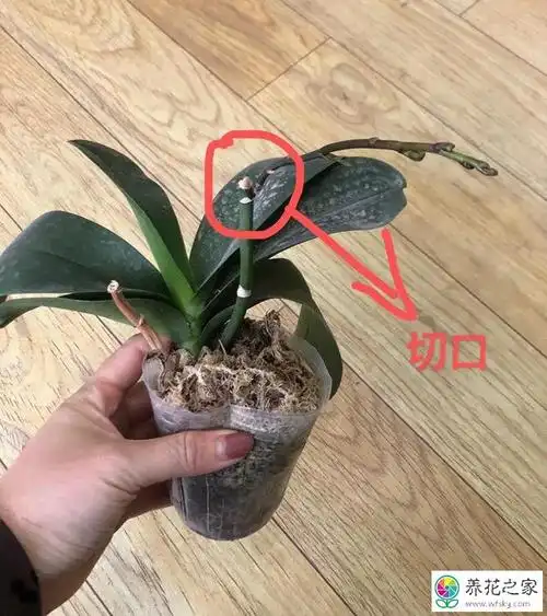 蝴蝶兰的选购和养护小技巧