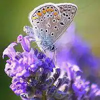 微信头像图片大全 微信花草植物头像微信花草植物头像高清图片