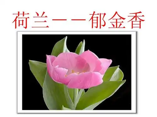 世界各国国花欣赏