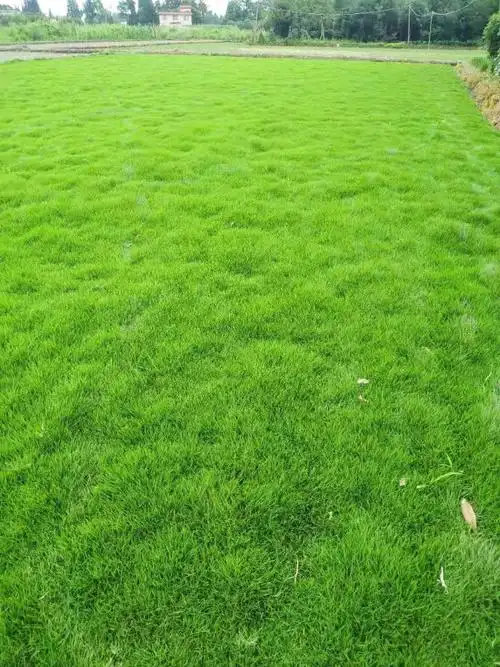 河南早熟禾草坪批发基地早熟禾草皮价格是好多