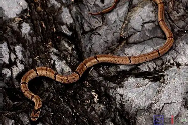 中国小头蛇_秤杆蛇