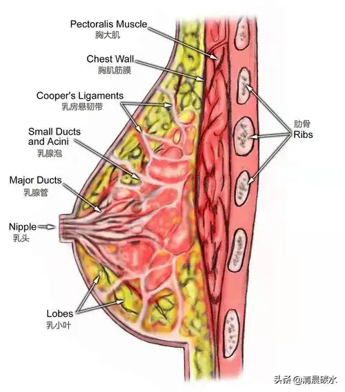 决定乳房大小的主要因素是其内部的脂肪组织,在乳房当中脂肪越多,那么
