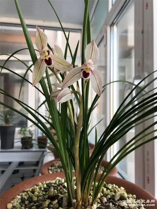 哈尔滨 心心相印开花98-莲瓣篇-中国兰花交易网社区