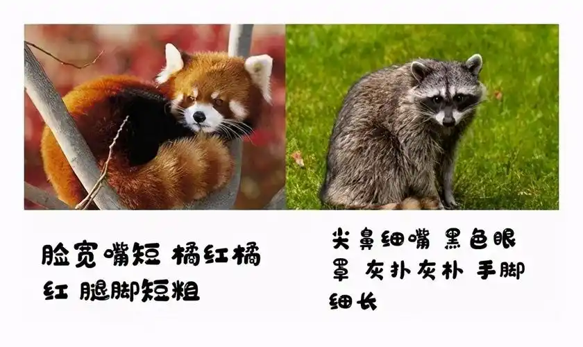 小浣熊的干脆面(小熊猫和小浣熊)