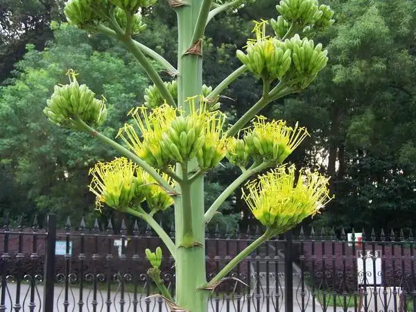 金边礼美龙舌兰