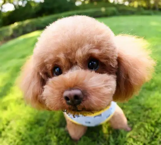 独门秘籍:如何判断泰迪狗的年龄?