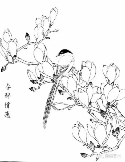 白描写生画谱玉兰