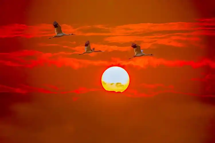 鹤迎朝阳(白鹤集1)