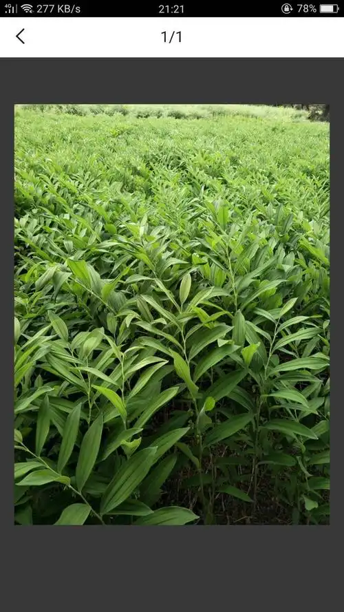 新鲜玉竹,出售.