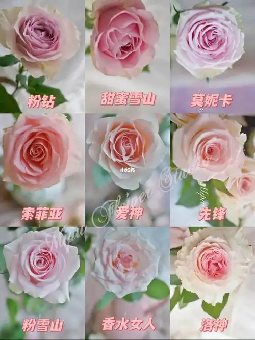 粉色系列的玫瑰应该是品种最多的了吧~真的是吐血整理超级齐全了~桃