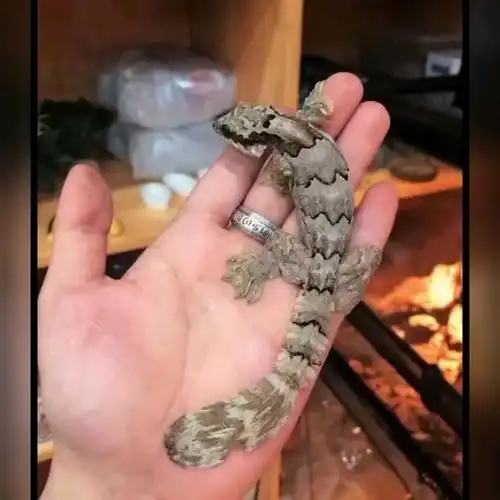 飞蹼守宫,有意者可私