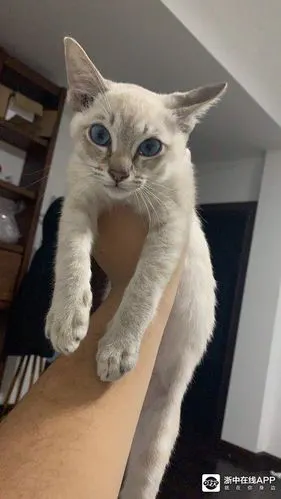 出售暹罗蓝虎斑5个月