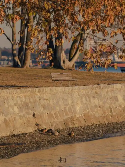 温哥华stanleypark秋色有但不多