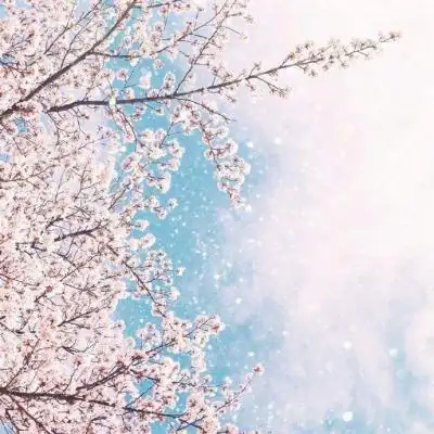 清新唯美的风景头像精选 诠释那一世的唯美情殇