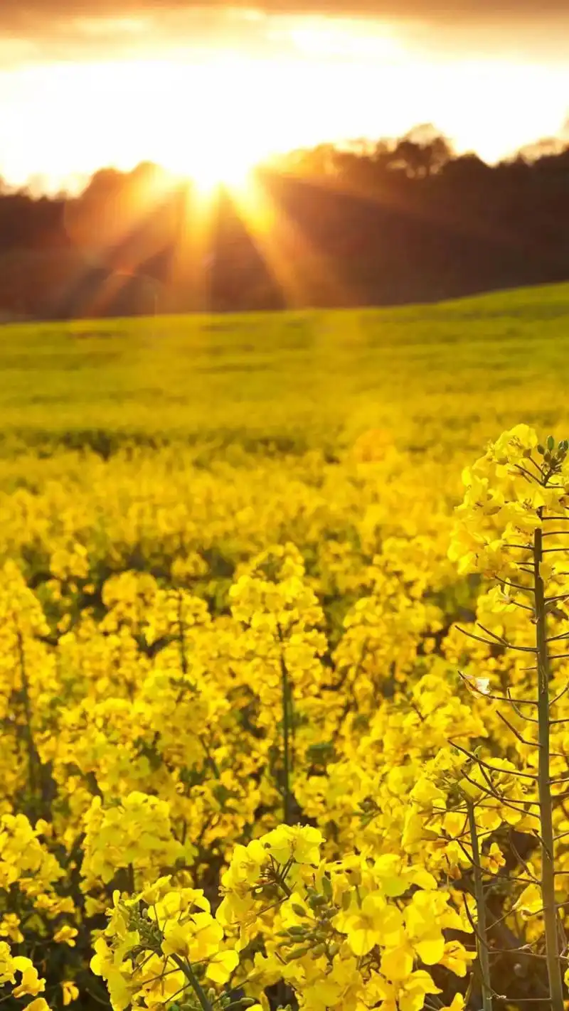 治愈系春天田野风景,高清图片,手机锁屏桌面-壁纸族