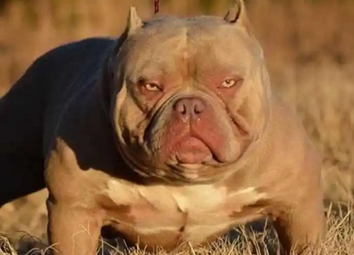 恶霸犬活多久一般恶霸犬寿命在10到12年左右,虽然它的名字听着很霸气