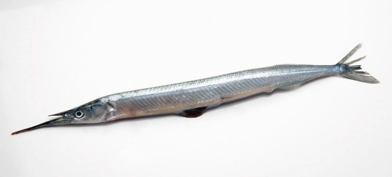 这是什么鱼,怎么做好吃?_百度知道