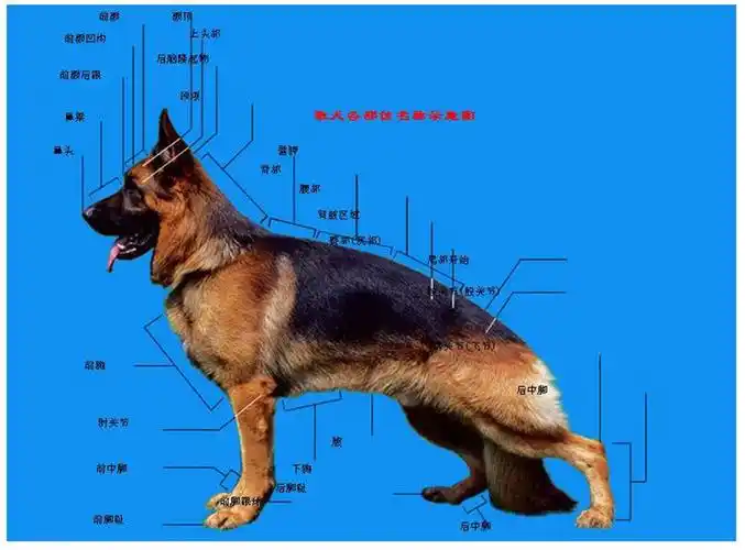 德牧价格详情,德牧多少钱一条,纯种德国牧羊犬哪里有卖的