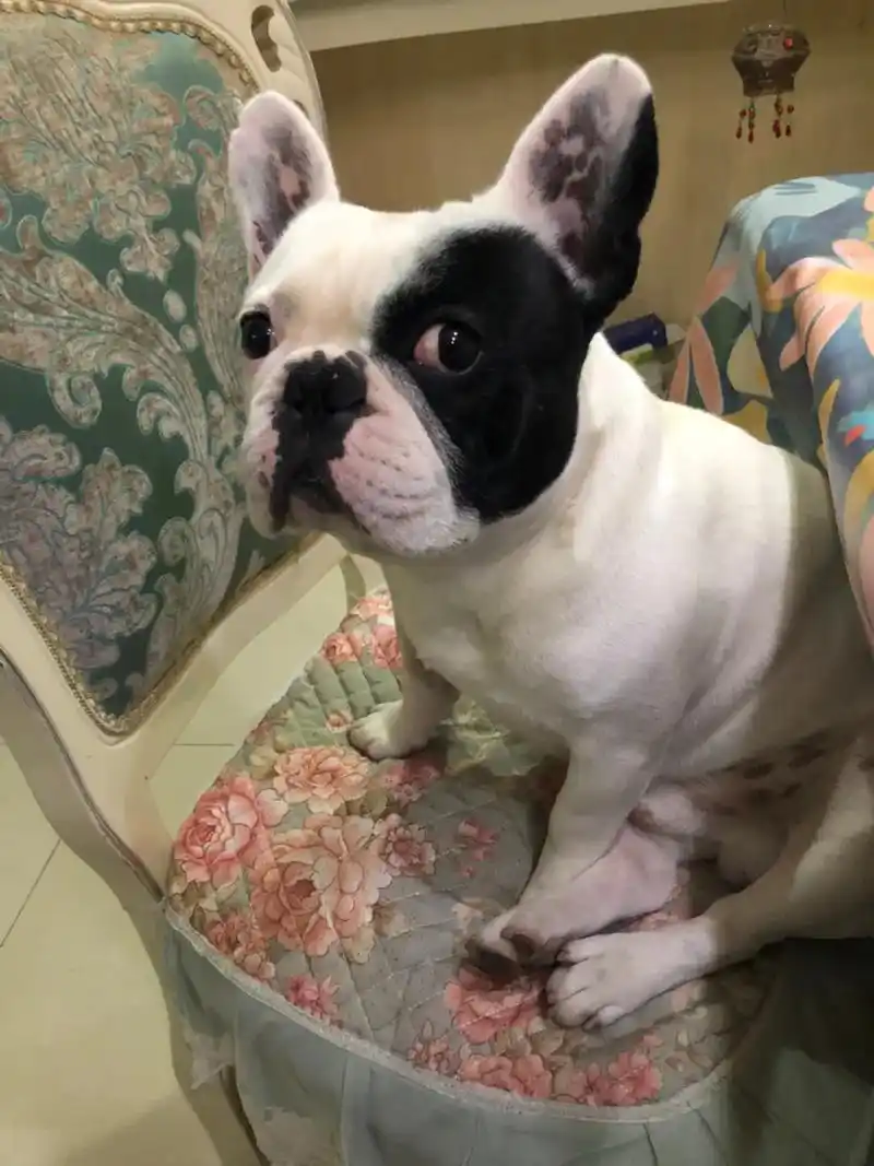 我养狗的意义大概就是:物质上我养它,精神上它治愈我.#黑白花 - 抖音