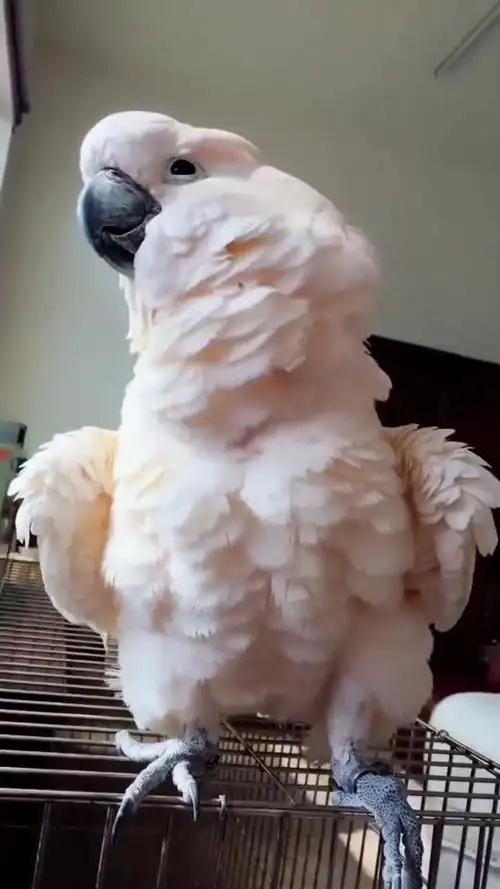 红葵鹦鹉,像不像一个金刚芭比,真是太可爱了