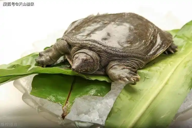 原创怎么养殖甲鱼方法怎样