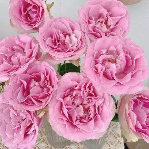 娇兰甜蜜雪山玫瑰7910支