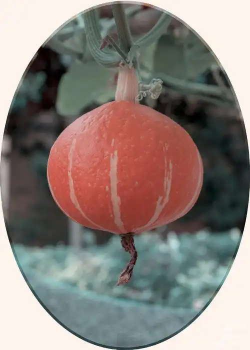 南瓜与葫芦 - 美篇