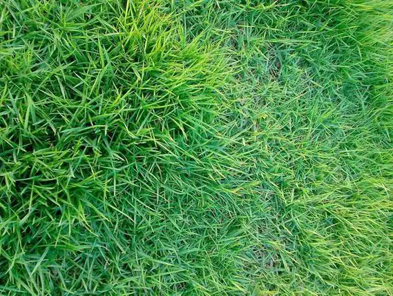 马尼拉草坪寿命为多久?马尼拉草坪能活几年?