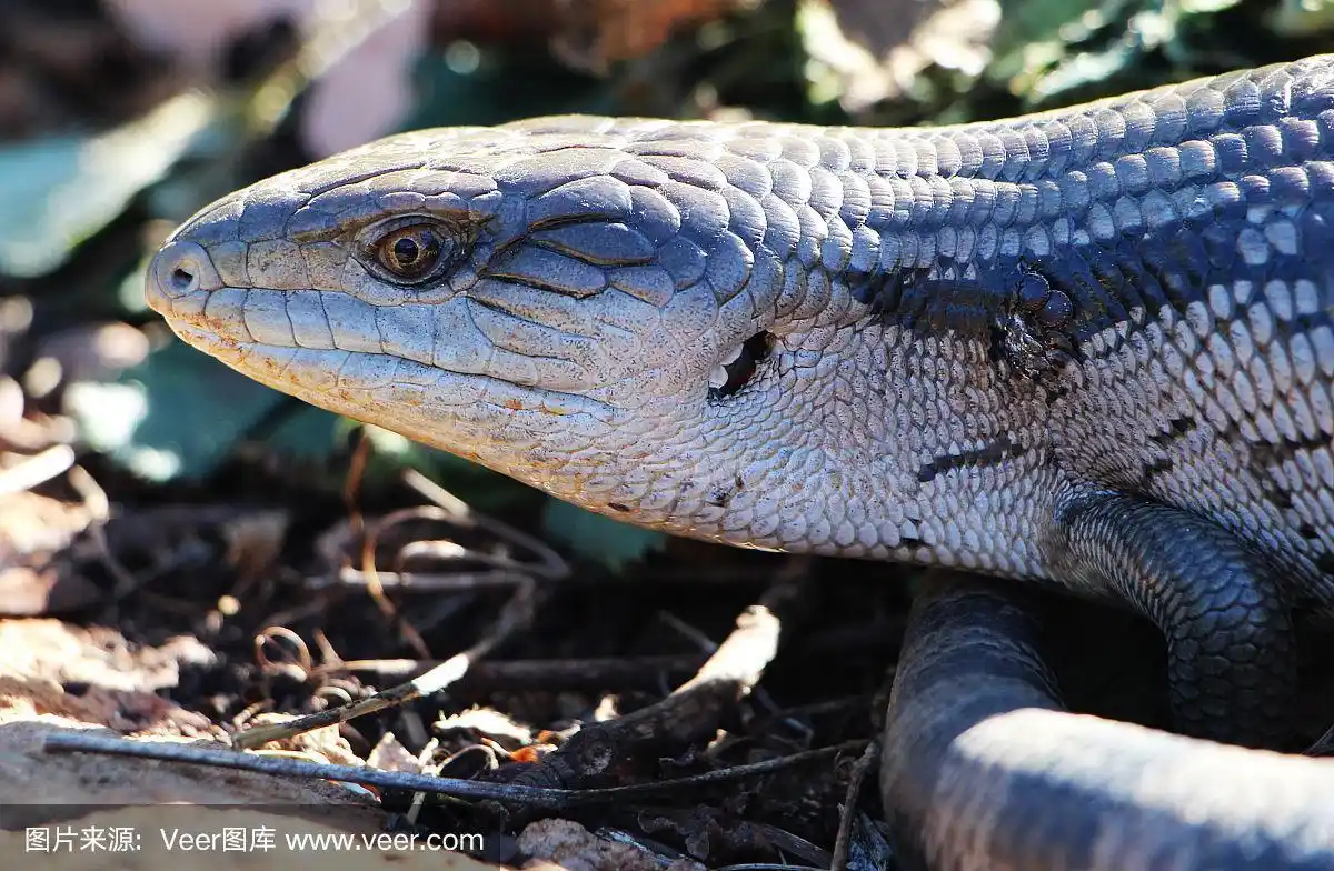 蓝舌蜥蜴