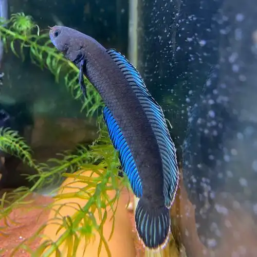 阿萨姆奶茶雷龙鱼苗子蓝帆奶茶七彩酒红火背中小型活体淡水观赏鱼 一