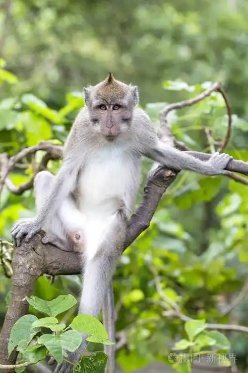 在巴厘岛乌布岛的圣猴森林中的肖像猴照片-正版商用图片1147zv-摄图新