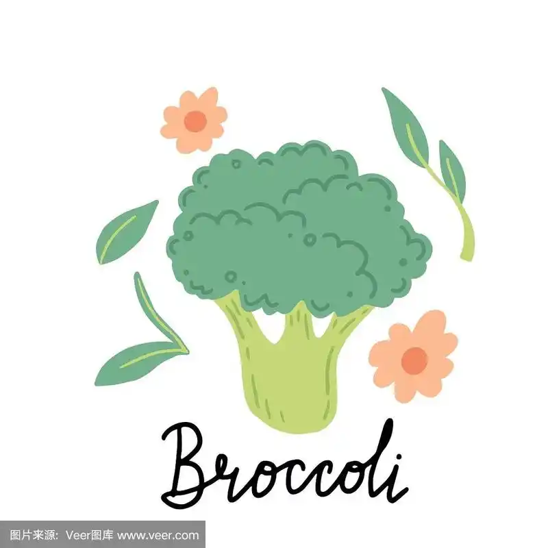 西兰花,绘画插图,卡通,矢量,高雅