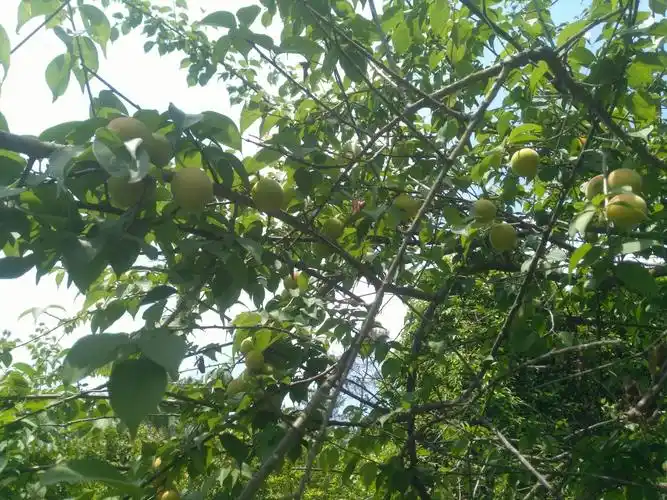 酸梅,梅子,泡酒一流