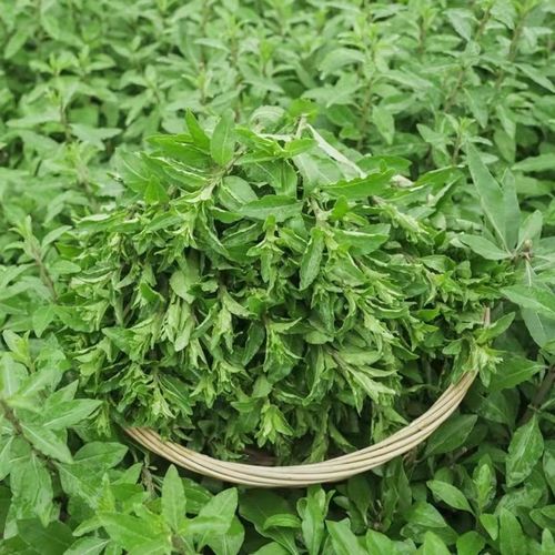 枸杞野生野菜农家养目清火蔬菜养生现发现摘叶菜类