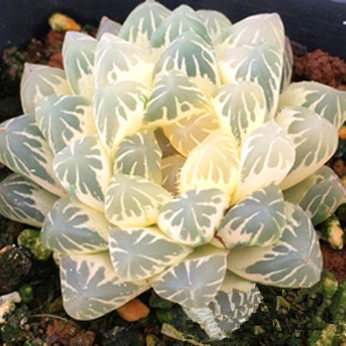 白斑玉露锦多肉植物带盆栽好稀有品种新款室内花小贵货罕见十二卷 瓷